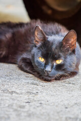 Black cat resting on the ground