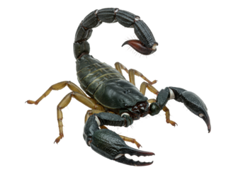 Isolated Scorpion with Large Pincers, Dangerous Predator, Venomous Insect, Arthropod Animal