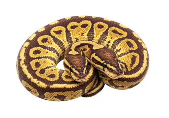 Isolated Ball Python Duo Intertwined, Beautiful Scales and Pattern, Pet Reptile Species