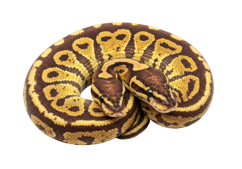 Isolated Ball Python Duo Intertwined, Beautiful Scales and Pattern, Pet Reptile Species