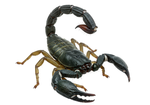 Isolated Scorpion with Large Pincers, Dangerous Predator, Venomous Insect, Arthropod Animal