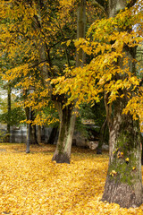 Autumn trees with yellow leaves and fallen foliage on the ground in urban park.