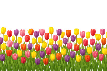 Colorful blooming tulip flowers with transparent background