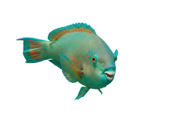 Isolated Parrotfish on Clear Backdrop A Colorful Sea Creature from Tropical Waters