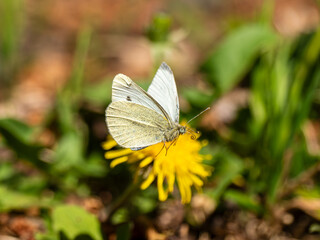 Small White Butterfly in Flight