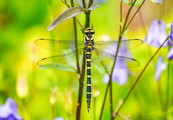 Striped dragonfly in nature. Close-up of the insect. Yellow and black striped dragonfly. Cordulegaster bidentata.
