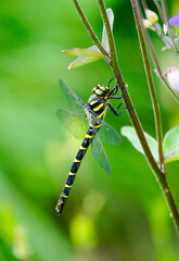 Striped dragonfly in nature. Close-up of the insect. Yellow and black striped dragonfly. Cordulegaster bidentata.
