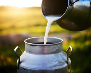 Pouring fresh milk into metal container at sunrise promises wholesome nutrition and a healthy lifestyle perfect for dairy ads and farm-to-table promotions