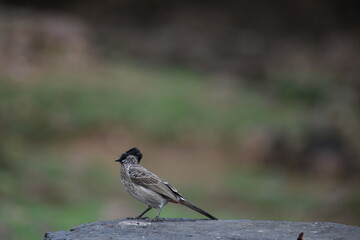 The Crowned Bulbul