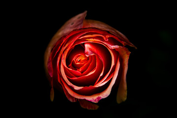 red rose on black background