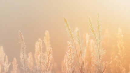Fototapeta premium Golden light illuminates tall grass in a serene landscape during sunset