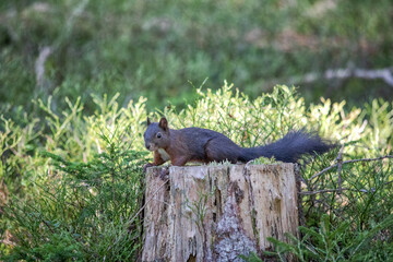 Eichhörnchen auf einem Baumstumpf