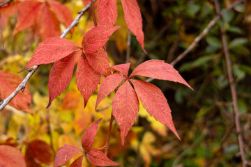 Close-up of red Virginia creeper leaves on branch with blurred autumn background.