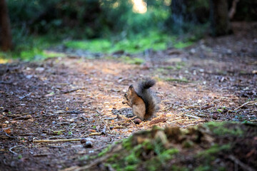 eichhörnchen in sonnenstrahlen
