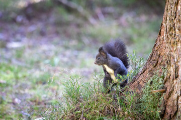 Eichhörnchen stehend unter einem Baum
