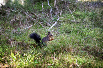 eichhörnchen mit einer nuss in den pfoten
