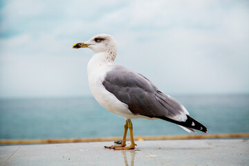 A sea gull, or a sea gull, or a Large sea gull (Latin Larus marinus) standing on a parapet against the background of the sea. Birds, ornithology, ecology.