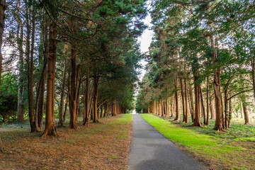 The woods in autumn with sun beams 