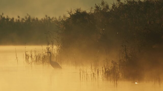 Misty sunrise over a lake with a heron standing still in the shallow water, captured in slow motion.