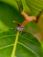 Jumping spider on green leaf, macro.