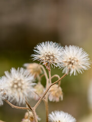 Dandelion seed heads in soft focus.