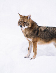 wolf in snow