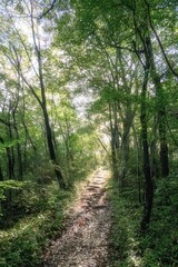 Fototapeta premium 朝靄漂う夏の登山風景 