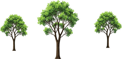 Green deciduous trees, natural forest growth, environmental conservation, eco-friendly landscape, © Noman Art