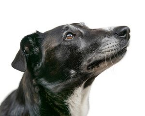 Elegant dog portrait gazing upwards against a clean background, ideal for pet product marketing, veterinary services, or heartwarming animal stories