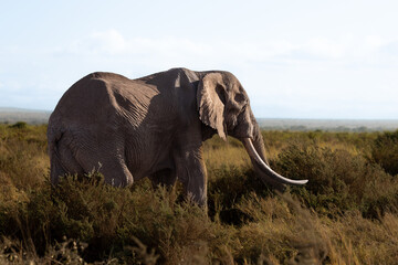 Naklejka premium elephant
