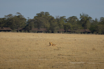 lion