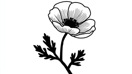 Elegant black and white poppy illustration