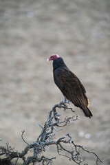 Turkey Vulture, perched, Peninsula Valdes, Patagonia Argentina.