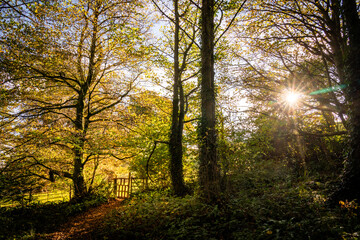 Fungi in the woods in autumn North Wales 