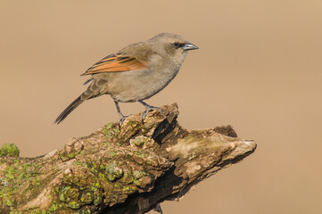 Bay winged Cowbird in Calden forest environment, La Pampa Province, Patagonia, Argentina.
