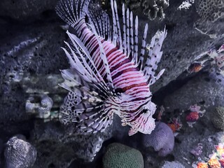A photo of a venomous lionfish swimming in a Bangkok aquarium.