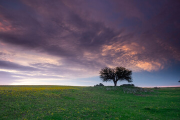 Obraz premium Pampas tree landscape, La Pampa province, Patagonia, Argentina.