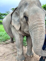 Obraz premium An Asian elephant at a zoo close up