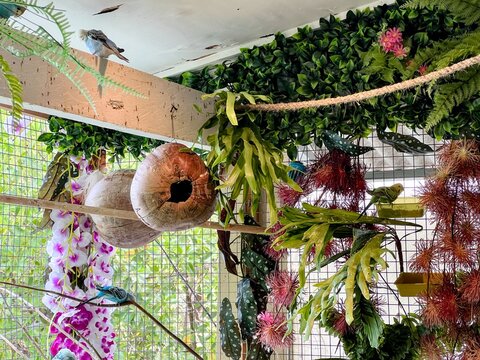 An aviary where birds live. Inside the aviary are several plants and two nests made from coconut shells.