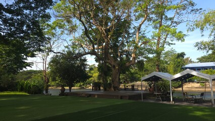 Obraz premium Serene Outdoor Venue With Large Tree and Canopy Tents by the Water in Bright Daylight