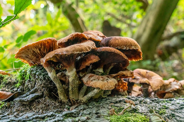 Fungi in the woods in autumn North Wales 