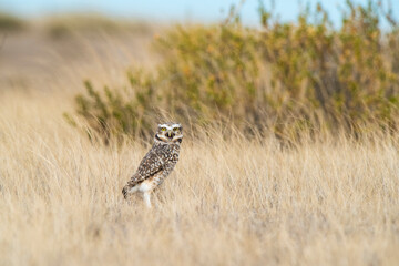 Burrowing Owl, Peninsula Valdes, Chubut Province, Patagonia, Argentina