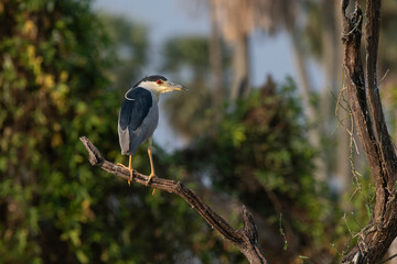 Black crowned Night Heron, Nycticorax nycticorax, Bañado La Estrella, Formosa Province, Argentina