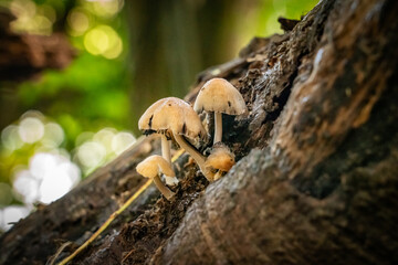 Fungi in the woods in autumn North Wales 