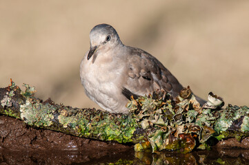 Picui Ground Dove,  Columbina picui, Calden forest, La Pampa, Argentina