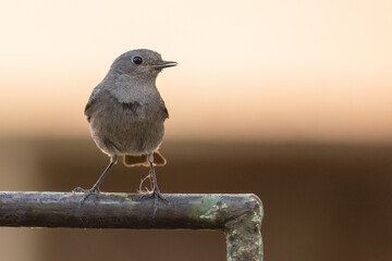Black redstart perched on a metal fence looking to one side with open beak