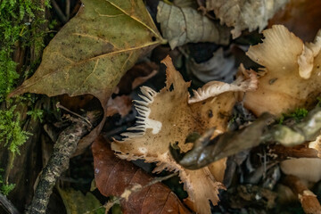 Fungi in the woods in autumn North Wales 
