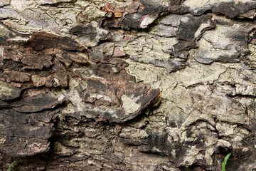 Tree trunk bark close up texture background