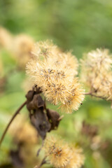 Close-up of Fluffy Dried Wildflower Seed Heads with Bokeh Background