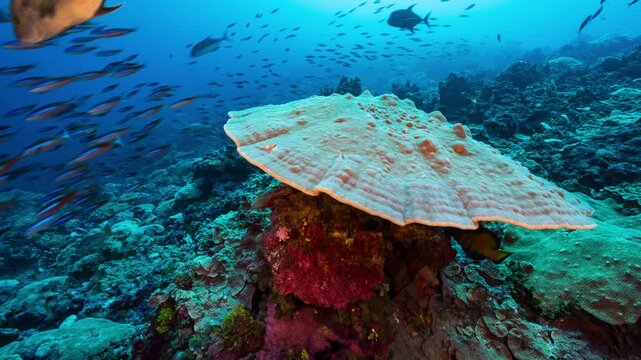Underwater shot of coral reef with predators hunting school of fish